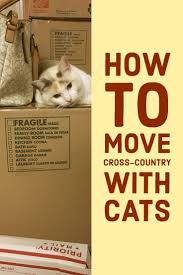The Cat Mama The Cat Mama Moving Cross Country Cat Travel Mama Cat