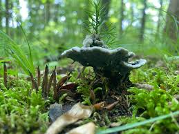 Image result for Phellodon niger