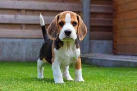 Beagle Puppies For Sale For Sale Adoption From Toronto Ontario Adpost Com Classifieds Canada 95084 Beagle Puppies Beagle Puppy Baby Beagle Cute Beagles