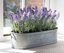 Dekorasi Tanaman Rumah Yang Elegan Lavender Plant Plants House Plants