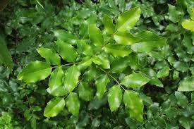 Image result for Berberidaceae