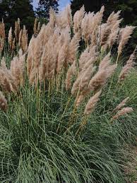 Tall ornamental grasses for privacy zone 5. 13 Terrific Tall Grasses Hgtv