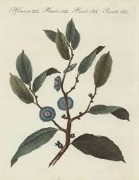 Image result for Napoleonaea