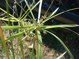 Image result for Cyperus deciduus