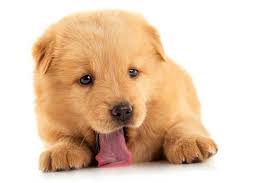 Adopting A Golden Chow Mix Thriftyfun Mix 1 cup golden retriever with 1 cup german shepherd.