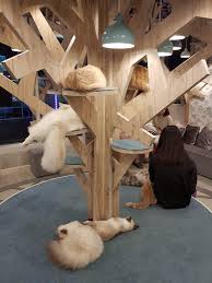 Mocha Cat Cafe Harajuku Alice In Wonderland Theme Cat Tree Pet Cafe Cat Cafe Japan Cat Room