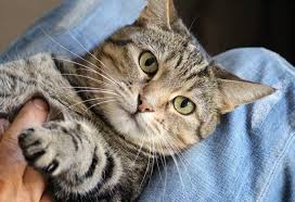 Webmd veterinary reference from the aspca. Petting Aggression In Cats Biting The Hand They Love