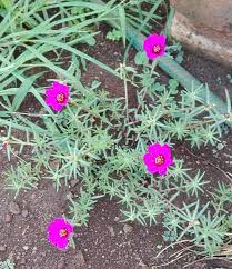 Image result for Senecio consanguineus