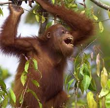 Angor, garon, goran, grano, ongar, ragon, rogan, ronga, angor, argon, groan, nagor, organ, rag on, rango. Tierische Auskunft Orang Utans Teilen Geplante Reiseroute Mit Welt