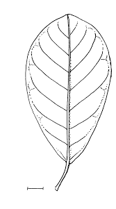 Image result for Uapaca guineensis