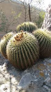 Image result for Cactaceae