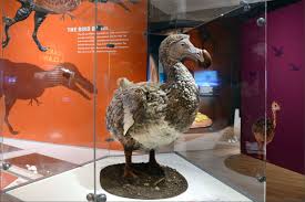 Maybe you would like to learn more about one of these? Dodo May Not Have Been So Dumb Tbr News Media