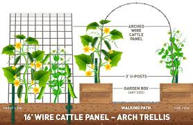 Here is the cattle panel arched trellis about the middle of june, 2010, with plants growing on the inside in beds, and on the outside in hay bales. Grow A Vertical Garden Using Cattle Panels Ifa Country Stores