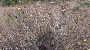 Image result for Indigastrum costatum