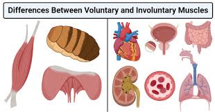 Generally, smooth muscles are not included with this total since most of these muscles are at cellular level and number in the billions. Voluntary Vs Involuntary Muscles Definition 16 Differences Examples