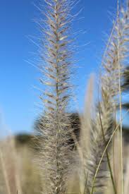 Image result for Cenchrus macrourus