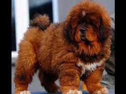 Tibetan Mastiff Information Characteristics Facts Names Dogbeast Tibetan Mastiff Puppy Mastiff Puppies Fluffy Dog Breeds