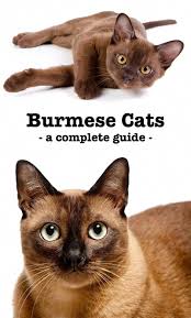 The Burmese Cat A Complete Guide To The Breed Burmese