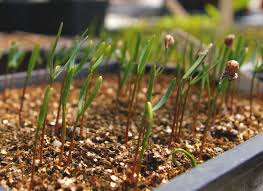 Image result for Juniperus procera