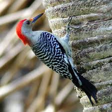 It is a nomadic species, with periodic movements influenced by the yearly abundance of nuts, a favored winter food, rather than time of year. Red Bellied Woodpecker Celebrate Urban Birds