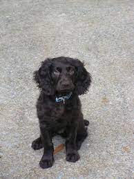 Otm Boykins Family Otm Boykins Spaniel Breeds Spaniel Puppies Boykin Spaniel