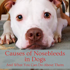 A childhood friend who is now a vet tried to provide hope by urging us to do the full chemo protocol asap!. Causes Of Nosebleeds In Dogs Pethelpful