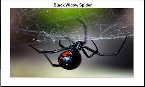 You see empty space most of the time, with a few cities here and there. Black Widow Spider Latrodectus
