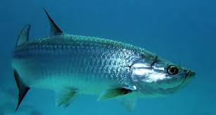 Atlantic Tarpon Interesting Fishes Of The Gulf Of Mexico