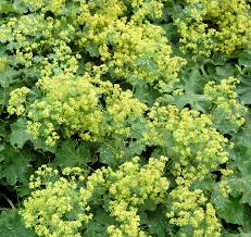 Frauenmantel schon seit jeher werden dem frauenmantel heilsame wirkungen nachgesagt. Frauenmantel Pflanzen Ein Kleiner Ratgeber