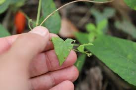 Image result for Zehneria tridactyla