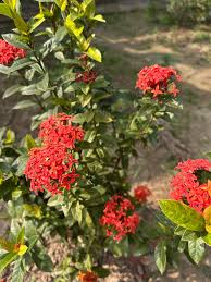 Image result for Ixora sp. A
