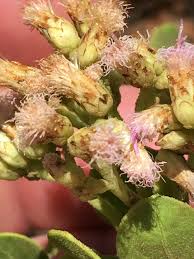 Image result for Pluchea dioscoridis