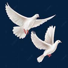 Beli burung merpati putih terlengkap & berkualitas harga murah august 2021 terbaru di tokopedia! Gambar Dua Burung Merpati Perdamaian Putih Yang Dilukis Dengan Tangan Terbang Tinggi Dua Terbang Tinggi Merpati Png Transparan Clipart Dan File Psd Untuk Unduh Gratis