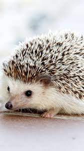 Adorable Hedgehog Wallpaper Iphone Android Desktop Backgrounds Wildlife Wallpaper Baby Porcupine Cute Animals