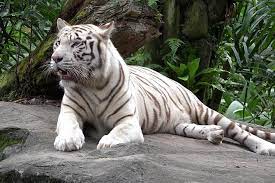 Delhi Zoo White Tigers Lions With Old Fort Visit 2021 New Delhi Find the travel options that best suit you. delhi zoo white tigers lions with old