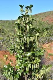 Image result for Homalium abdessammadii