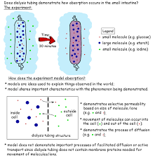 Digestion And Absorption