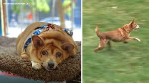Image result for chihuahua big obesity