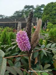 Image result for Uraria