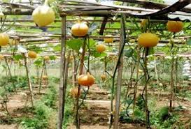 Tidak hanya para petani buah saja yang mencari alternatif untuk membuat buah mengga bisa berbuah banyak dan lebat. Begini Cara Menanam Labu Kuning Dengan Mudah