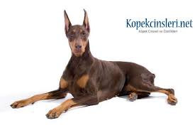 Doberman Ozellikleri Bakimi Nasil Bir Kopektir