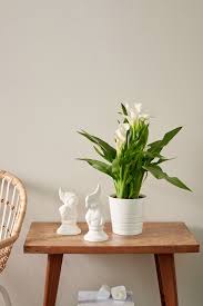 Wohnen Mit Pflanzen Fur Ein Lebendiges Wohngefuhl Zantedeschia Pflanze Calla 14 Cm Neu Pflanzen Ikea Pflanzen Zantedeschien