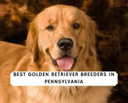 Golden retriever prices fluctuate based on many factors including where you live or how far you are willing to travel. 7 Best Golden Retriever Breeders In Pennsylvania 2021 We Love Doodles