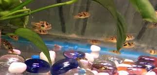 Malabar Dwarf Puffer Fish For Sale Puffer Fish Red Worms