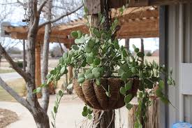 We did not find results for: A Most Unusual Succulent Vine Alice Liles