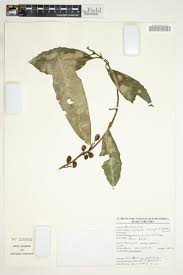 Image result for Xymalos monospora