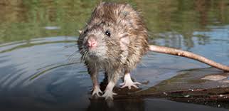 Are pest control techs the same as exterminators? Want To Be A Pest Controller Fundamentals Of Working In Pest Management