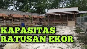 Kandang umbaran model susun atau bertingkat juga memiliki peminat tersendiri, karena bisa menghemat tempat. Download Design Kandang Kambing Semi Umbaran Kapasitas 100 Ekor Versi Ke 2 Mp4 3gp Mp3 Flv Webm Pc Mkv Daily Movies Hub