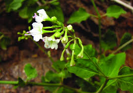 Image result for Commicarpus