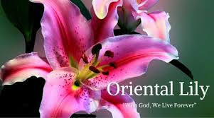10 Best Funeral Flowers Funeral Flowers Happy Flowers Funeral